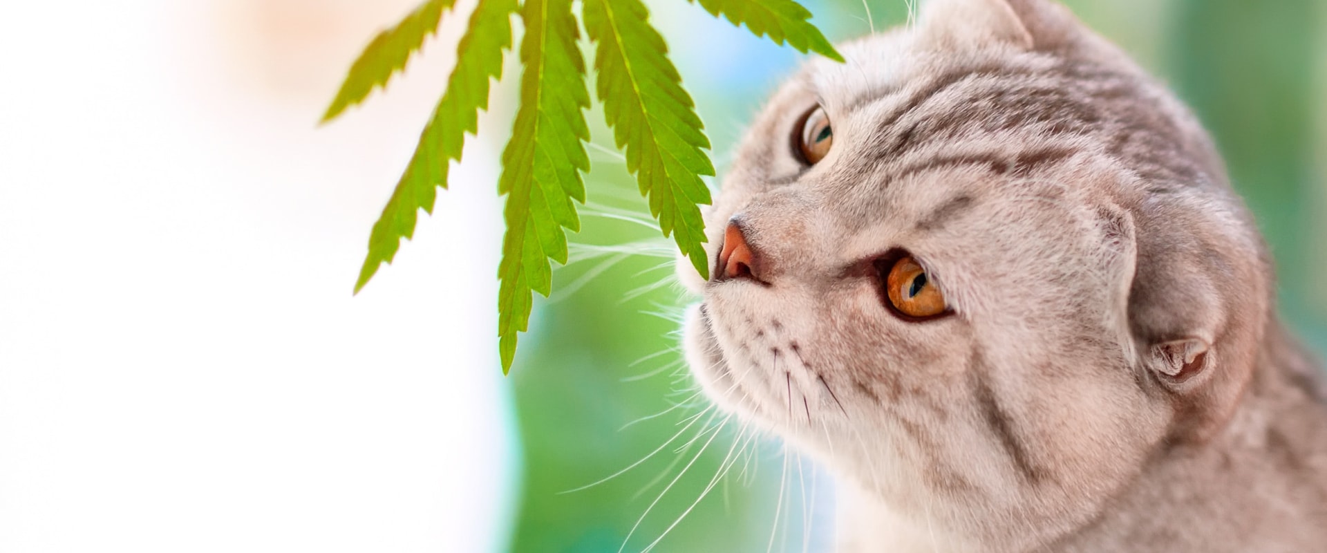 Bewährte Methoden für die Verabreichung von CBD an Haustiere in der Schweiz