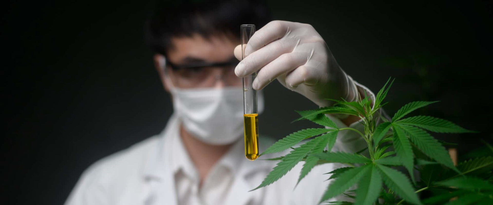 Die langfristigen Auswirkungen der Verwendung von CBD in der Schweiz: Ein umfassender Leitfaden