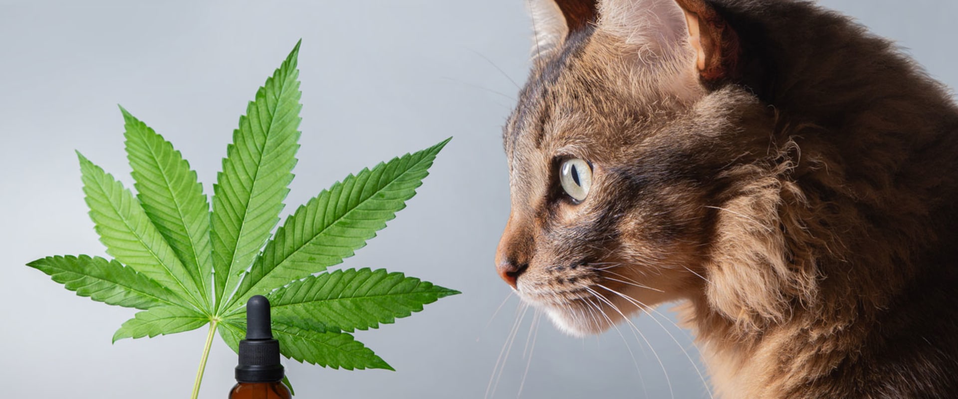 Verbesserung der allgemeinen Gesundheit von Haustieren mit CBD in der Schweiz