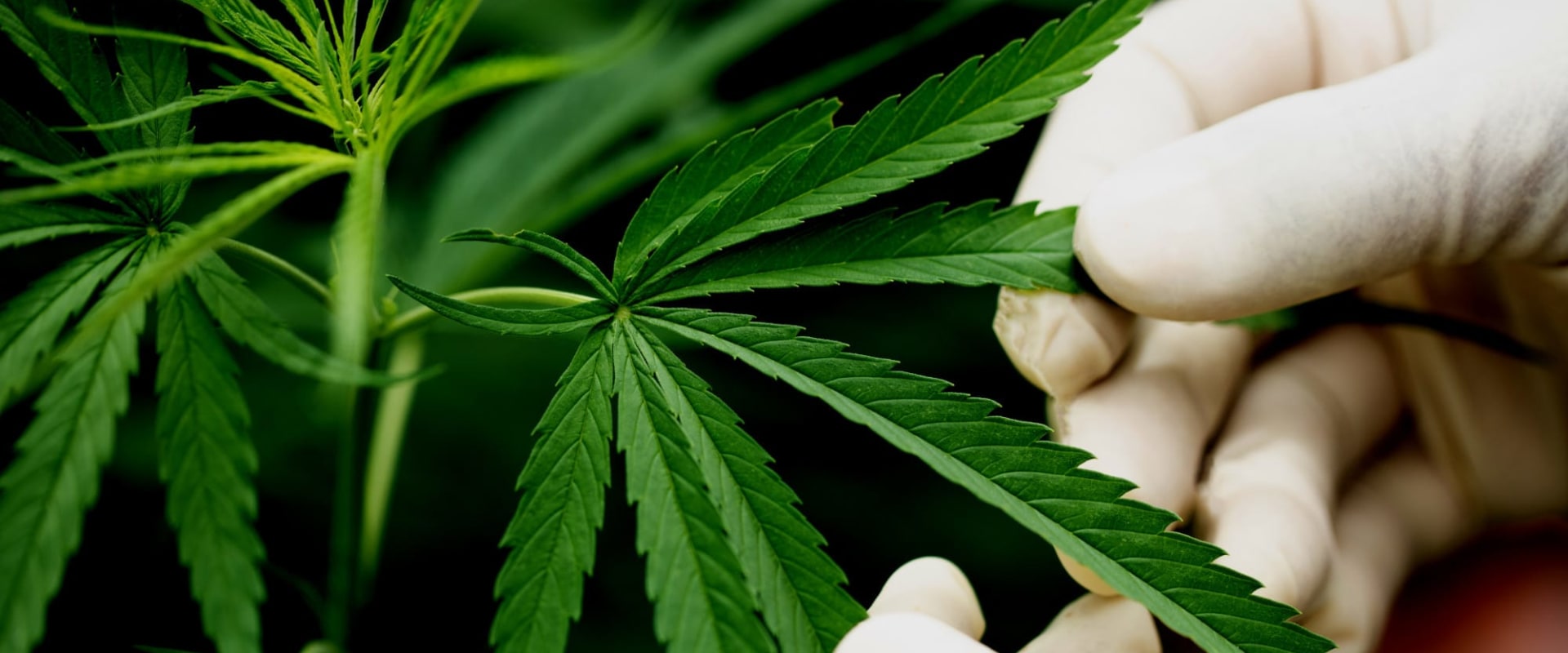 Verbesserung der Herzgesundheit mit CBD: Vorteile, Legalität und Forschung in der Schweiz