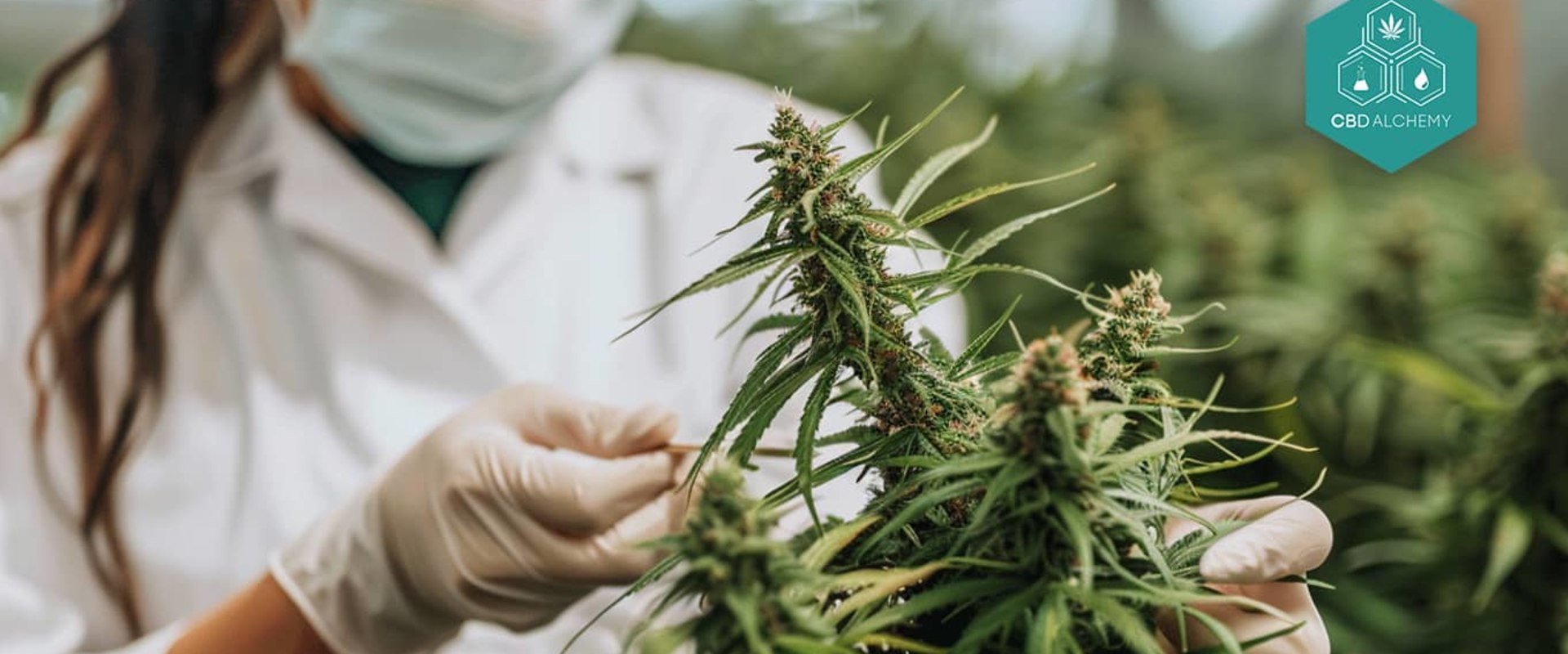 Mögliche Anwendungen von CBD bei bestimmten Gesundheitszuständen: Ein umfassender Leitfaden