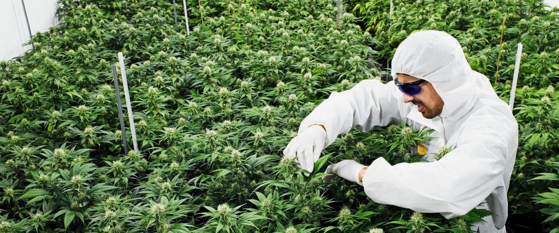 Ein umfassender Leitfaden zu den kantonalen CBD-Gesetzen in der Schweiz