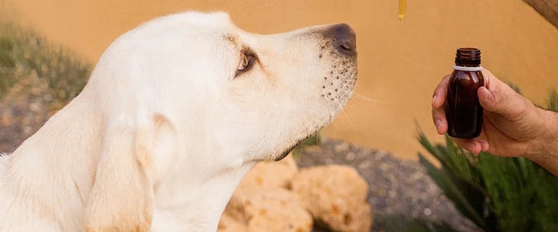 Reduzierung von Angstzuständen bei Haustieren mit CBD: Ein umfassender Leitfaden für Tierbesitzer in der Schweiz