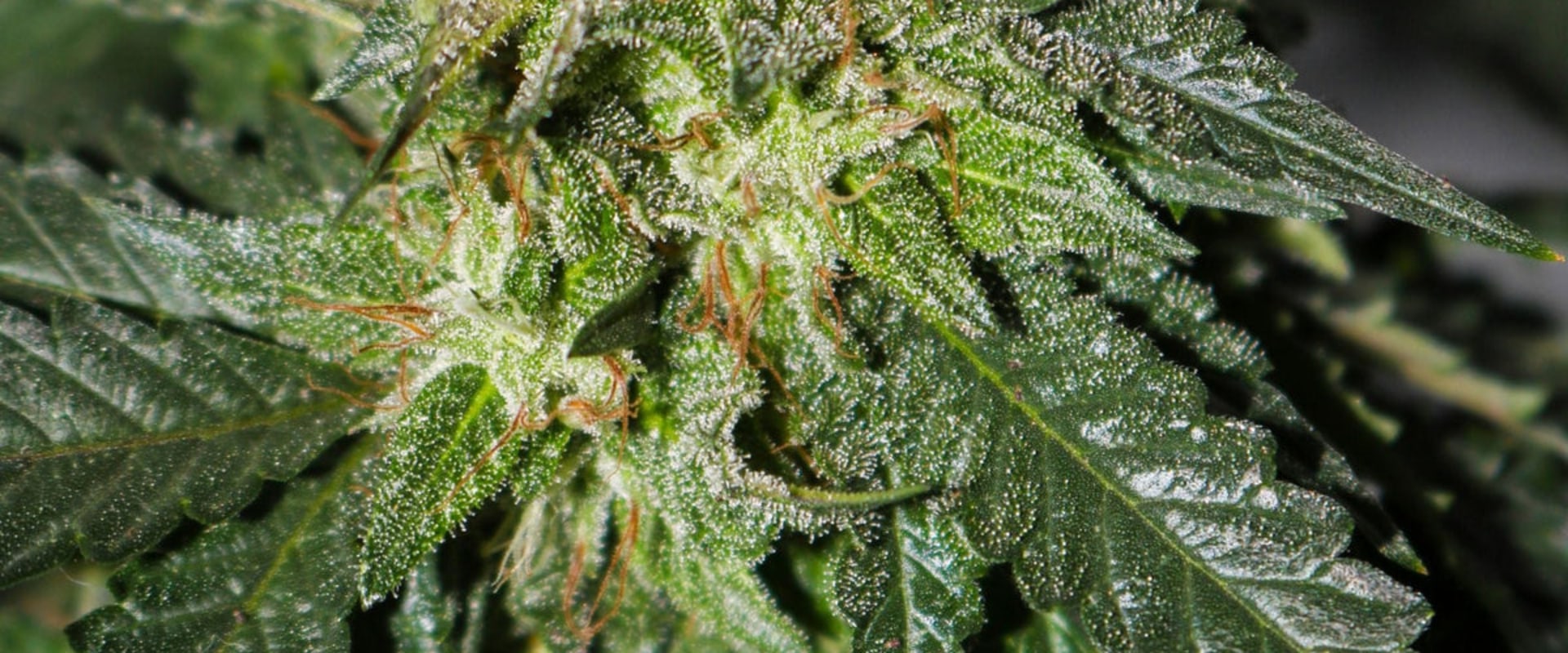 Verbesserung der Hautgesundheit mit CBD: Ein umfassender Überblick über die Vorteile und Anwendungen in der Schweiz