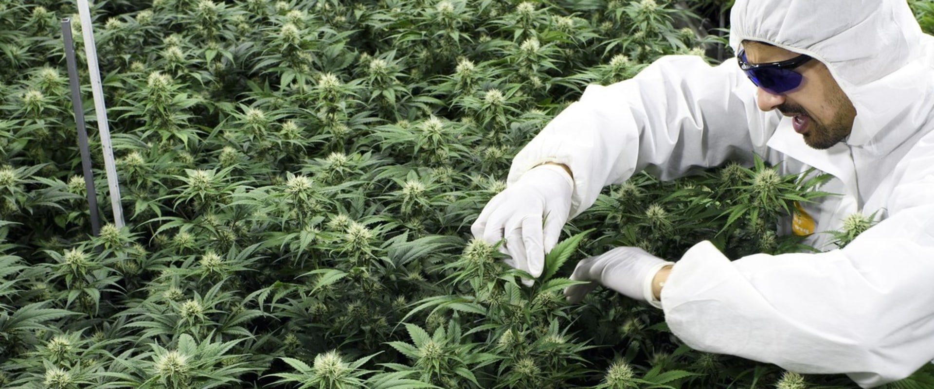 Die Entwicklung der CBD-Legalität in der Schweiz: Ein umfassender Überblick