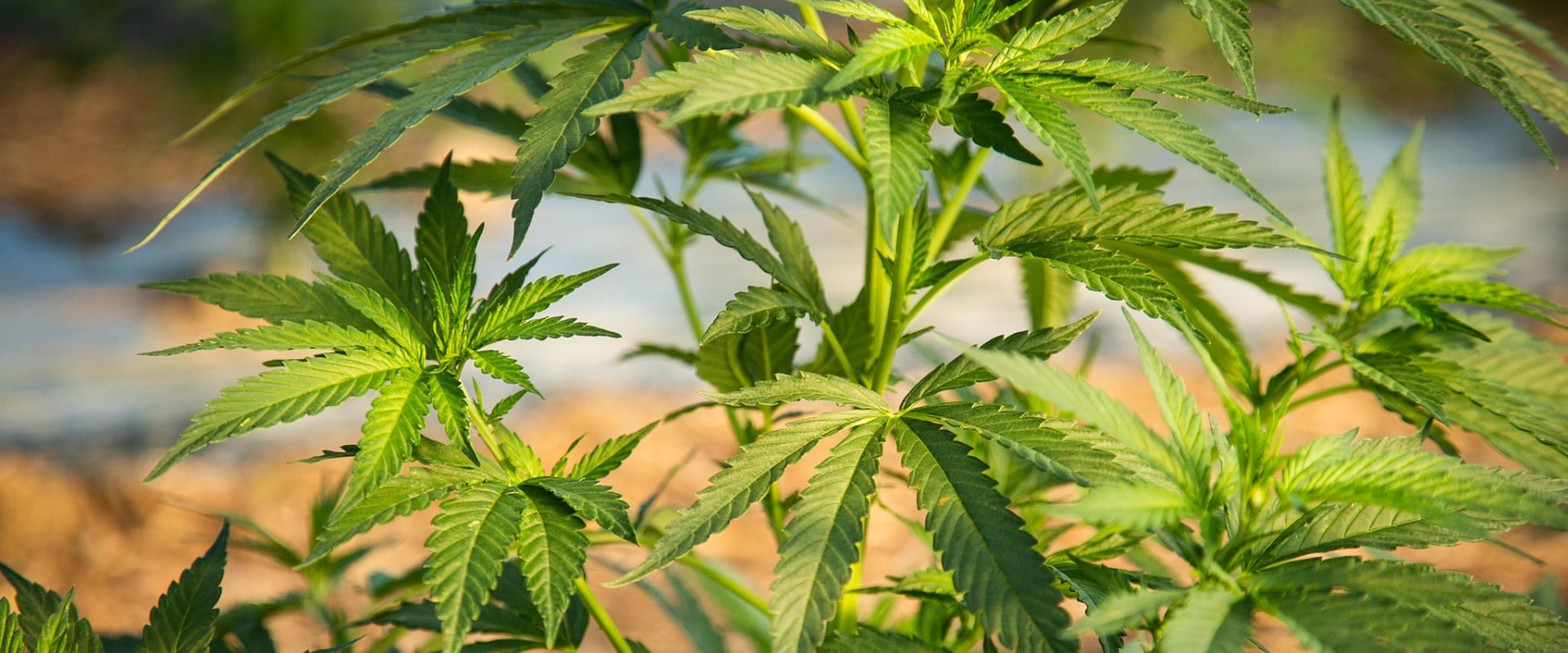 Bundesgesetze über CBD in der Schweiz: Ein umfassender Leitfaden