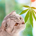 Bewährte Methoden für die Verabreichung von CBD an Haustiere
