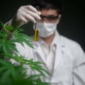 Die langfristigen Auswirkungen der Verwendung von CBD