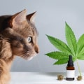 Verbesserung der allgemeinen Gesundheit von Haustieren mit CBD