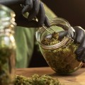 Bereiche der CBD-Forschung, die mehr Studien benötigen: Ein umfassender Überblick