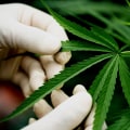 Verbesserung der Herzgesundheit mit CBD: Die Vorteile, die Legalität und die Forschung in der Schweiz