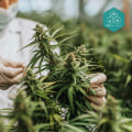 Mögliche Anwendungen von CBD bei bestimmten Gesundheitszuständen: Ein umfassender Leitfaden