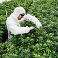 Grundlegendes zu den kantonalen CBD-Gesetzen in der Schweiz