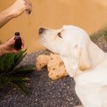Reduzierung von Angstzuständen bei Haustieren mit CBD: Ein umfassender Leitfaden