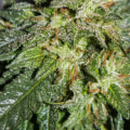 Verbesserung der Hautgesundheit mit CBD: Ein umfassender Überblick