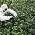 Die Geschichte der CBD-Legalität in der Schweiz: Ein umfassender Überblick