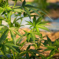Bundesgesetze über CBD in der Schweiz: Was Sie wissen müssen