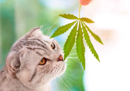 Bewährte Methoden für die Verabreichung von CBD an Haustiere