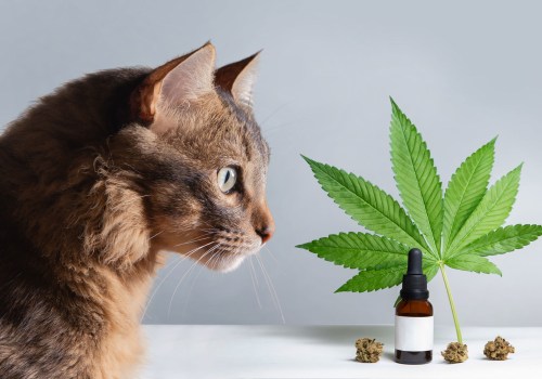 Verbesserung der allgemeinen Gesundheit von Haustieren mit CBD