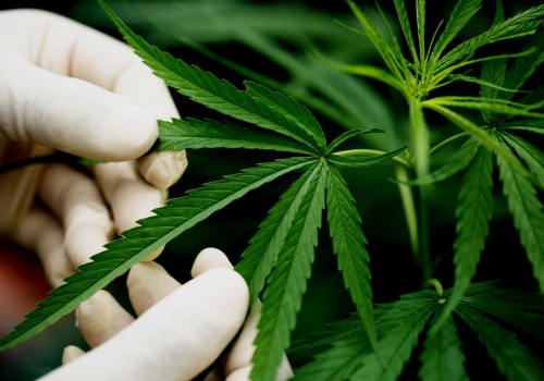 Verbesserung der Herzgesundheit mit CBD: Die Vorteile, die Legalität und die Forschung in der Schweiz