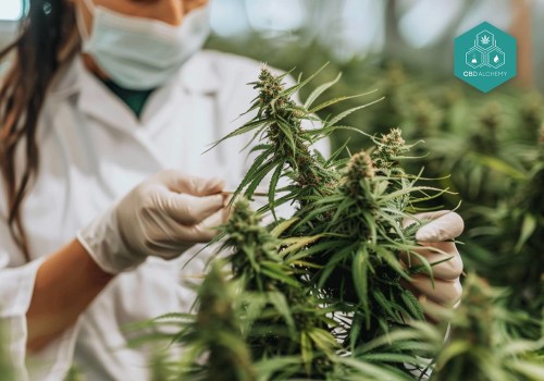 Mögliche Anwendungen von CBD bei bestimmten Gesundheitszuständen: Ein umfassender Leitfaden