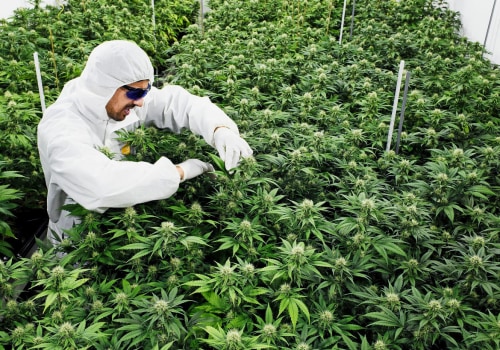 Grundlegendes zu den kantonalen CBD-Gesetzen in der Schweiz