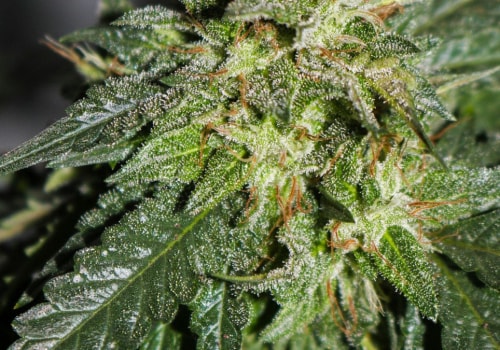 Verbesserung der Hautgesundheit mit CBD: Ein umfassender Überblick