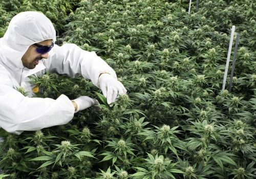 Die Geschichte der CBD-Legalität in der Schweiz: Ein umfassender Überblick