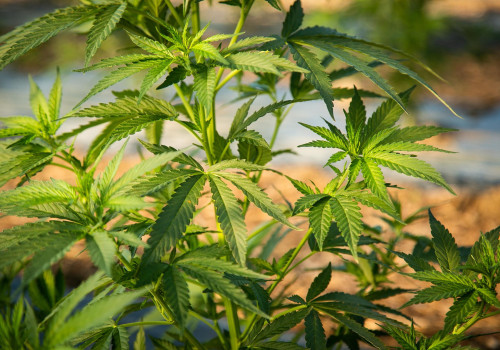 Bundesgesetze über CBD in der Schweiz: Was Sie wissen müssen
